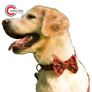  [h p  iq Rbg lN^Ct ybgpi z iC Lk\   k(x200)