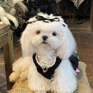 ybgp  lbNX  L p[  킢 ANZT[