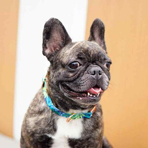  fB[X ybg [YS[h `[J[ ^ o_i XJ[t p Lp ߉\ |GXe Aj} tďH~(x2)