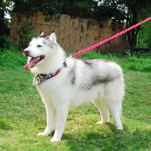 po_i  bV ʋC 悾ꂩ  U K ʕ ^ ^ ^