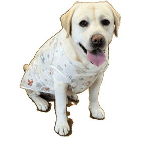  ^p bV ^Ngbv uh[ S[fgo[ ё΍ Ăh~ X? 킢 wS S M L XL 2XL 3XL