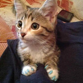 猫用ネイルキャップ 猫 爪とぎ防止 シリコン製 ツートンカラー レッド ホワイト ブルー ブラック ローズ イエロー XS S M L3