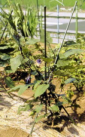 楽天市場 ナス 支柱の通販