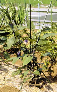 DAIM@Orx@7mm×120cm@3{1Zbg@C-8