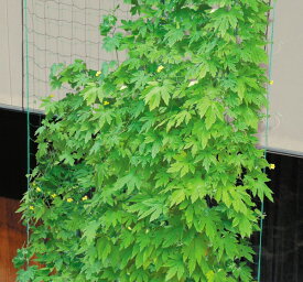 サイドロープ付 緑のカーテンネット 園芸ネット 3.6×5m 10cm角目 サイド 3.6×5