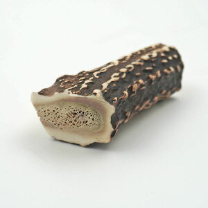 天然物の鹿の角!新潟県産 鹿の角噛みカミ棒【頑張って送料無料!】