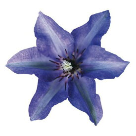 【本日店内P最大20倍♪】ROSEMARIE SCHULZ ローゼンマリエ シュルツ RS0120 テーブルマット クレマチス Paper Mat & Coaster ドイツ製ペーパーテーブルマット&コースター在庫限り