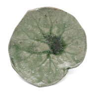 伊賀焼：伊賀皿・蕗・辻村塊《中皿・18.0cm》