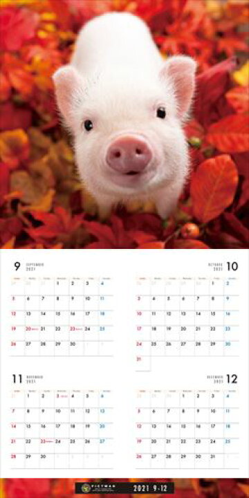 ポメラニアン PICTWANカレンダー2022年 DOG 2022年カレンダー 22CL-50018 ファクトリーアウトレット