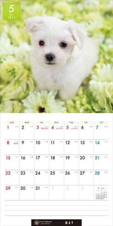楽天市場】ミニ マルチーズ PICTWANカレンダー DOG 2022年カレンダー 22CL-50035 : ヨコレコ 楽天市場店