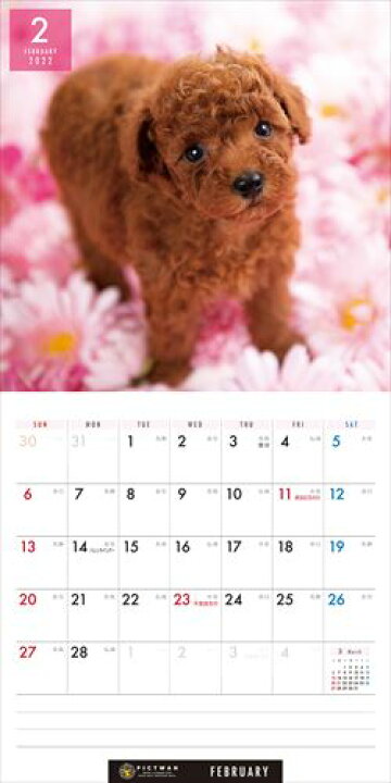90円 9周年記念イベントが ミニプードル PICTWANカレンダー2022年 DOG 2022年カレンダー 22CL-50037