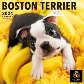 【おまけCL付】ボストン・テリア PICTWAN (ピクトワン) カレンダー DOG 【L版】 2024年カレンダー 24CL-50005L