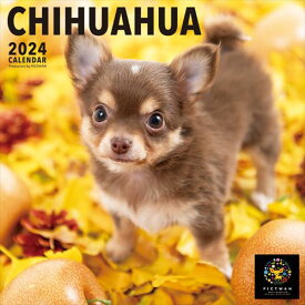 【おまけCL付】チワワ PICTWAN (ピクトワン) カレンダー DOG 【L版】 2024年カレンダー 24CL-50008L