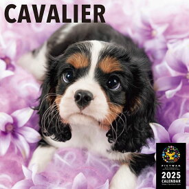 【残りわずか!!】【おまけCL付】キャバリア PICTWAN (ピクトワン) カレンダー DOG 【L版】 2025年カレンダー 25CL-50007L