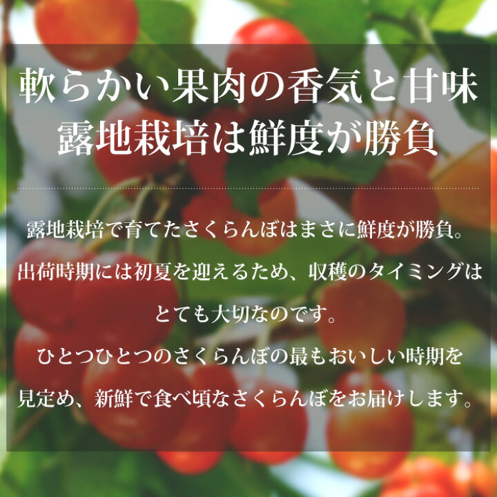 楽天市場】さくらんぼ 佐藤錦 特秀品 L〜2Lサイズ 約500g JAさがえ西村山 山形県産 露地栽培 送料無料 産地直送【サクランボ/さとうにしき/サトウニシキ/お取り寄せ/フルーツ/果物/ギフト/贈答用/プレゼント】【産直プレミアム】 : 産直プレミアム 楽天市場】さくらんぼ 佐藤錦 特秀品 L〜2Lサイズ 約500g JAさがえ西村山 山形県産 露地栽培 送料無料 産地直送【サクランボ/さとうにしき/サトウニシキ/お取り寄せ/フルーツ/果物/ギフト/贈答用/プレゼント】【産直プレミアム】 : 産直プレミアム