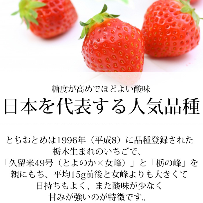 楽天市場】イチゴ とちおとめ SD 2パック 贈答用 JAかみつが 栃木県 
