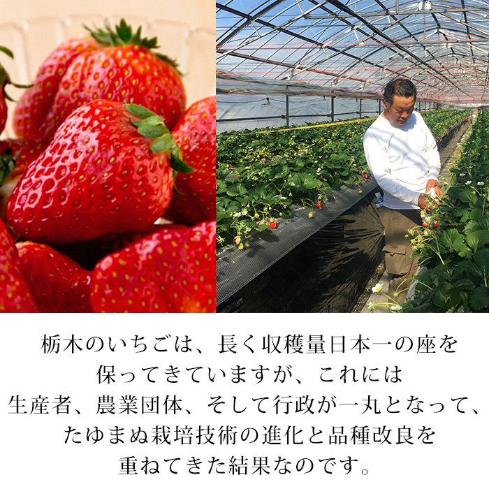 楽天市場】イチゴ とちおとめ SD 2パック 贈答用 JAかみつが 栃木県 