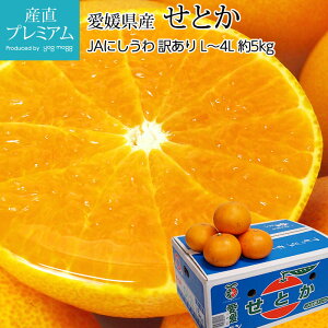 yGg?Ń|Cg10{z ݂ Ƃ 󂠂 5kg L`4LTCY 12`26 QY Yn  ~J k  t[c ʕ Mtg ƒp v[g j TCY Y