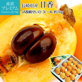 びわ 甘香 約1kg 3L〜4Lサイズ 12〜16玉 ハウス栽培 長崎県産 枇杷 ビワ あまか 長崎 お取り寄せ フルーツ 果物 ギフト 贈答 プレゼント 産直プレミアム