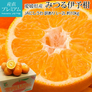 yGg?Ń|Cg10{z ݂ ɗ\ ݂鋤 󂠂 10kg L`2LTCY 36`42 QY Yn  ~J 悩 CJ k  t[c ʕ Mtg ƒp 