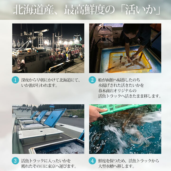 楽天市場 いか 活いか 4尾セット 約600g 1kg 約150g 250g 1尾 北海道函館産 春木商店 送料無料 活イカ 烏賊 ヤリイカ スルメイカ 海鮮 セット 北海道 贈答用 プレゼント 内祝い 産直プレミアム 産直プレミアム