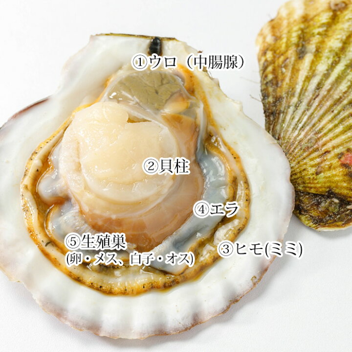 楽天市場 貝類 天然活ホタテ 約3kg 約12 18枚 北海道産 春木商店 送料無料 ホタテ ほたて 帆立 貝 海鮮 北海道産 贈答用 プレゼント 内祝い 産直プレミアム 産直プレミアム