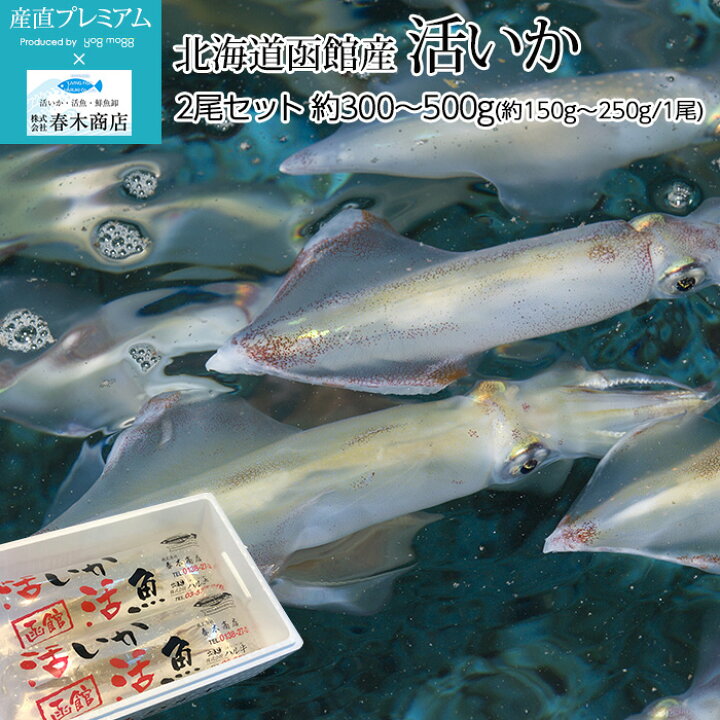 楽天市場 いか 活いか 2尾セット 約300g 500g 約150g 250g 1尾 北海道函館産 春木商店 送料無料 活イカ 烏賊 ヤリイカ スルメイカ 海鮮 セット 北海道 贈答用 プレゼント 内祝い 産直プレミアム 産直プレミアム