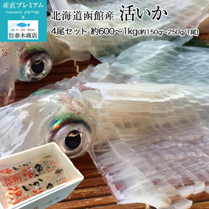 楽天市場 いか 活いか 4尾セット 約600g 1kg 約150g 250g 1尾 北海道函館産 春木商店 送料無料 活イカ 烏賊 ヤリイカ スルメイカ 海鮮 セット 北海道 贈答用 プレゼント 内祝い 産直プレミアム 産直プレミアム