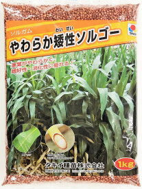 ソルガム種子　やわらか矮性ソルゴー　1kg～20kg　タキイ種苗