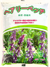 ヘアリーベッチ種子　品種指定なし　1kg　緑肥の種