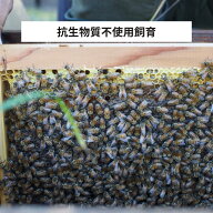 交配用みつばち 女王蜂入り 3枚群 + 1枚蜜巣 約6000匹 抗生物質不使用飼育 産地直送 受粉 養蜂 果樹受粉 …