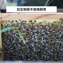 楽天市場】西洋 ミツバチ の 飼育の通販