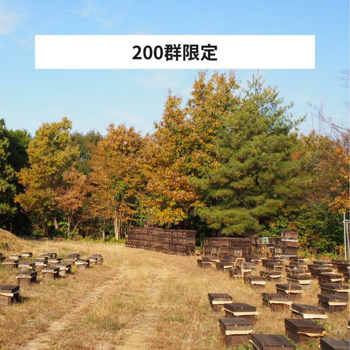 楽天市場】交配用みつばち 女王蜂入り 3枚群 + 1枚蜜巣 約6000匹 抗生 