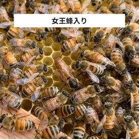 種蜂 みつばち 有王群 抗生物質不使用飼育 蜜蜂飼育 趣味養蜂 養蜂家 ミツバチ販売 蜜蜂販売 女王蜂入り