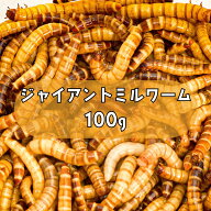 ジャイアントミルワーム 100g （約100匹） プラカップ入り 国産 新鮮 生き餌 活き餌 爬虫類 フトアゴヒゲ…