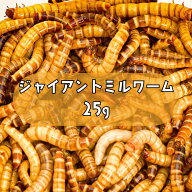 ジャイアントミルワーム 25g （約25匹) プラカップ入り 国産 新鮮 生き餌 活き餌 爬虫類 フトアゴヒゲト…