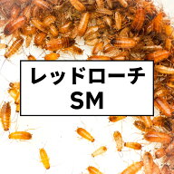 レッドローチ SM(0.8-1.5cm) 100匹 大きめプラカップ入り 活餌 生き餌 SMサイズ 活きエサ エサ 生きエサ …