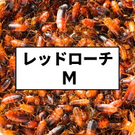 レッドローチ M(1-2cm) 100匹 大きめプラカップ入り 活餌 生き餌 Mサイズ 活きエサ エサ 生きエサ ローチ…