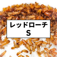 レッドローチ S(0.5-1cm) 100匹 大きめプラカップ入り 活餌 生き餌 餌 Sサイズ 活きエサ エサ 生きエサ …