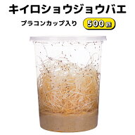 キイロショウジョウバエ 500匹 プラコンカップ入り ウイングレス 培地 繁殖 ショウジョウバエ 生き餌 活…