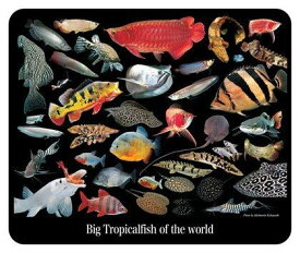 大型熱帯魚のマウスパッド 2：フォトパッド（ 世界の熱帯魚シリーズ ）
