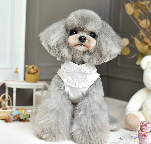    peekapoodle IV m[X[u nhCh ̕  hbOEFA ^ ^    ₷  킢 U   j̎q ̎q IX 