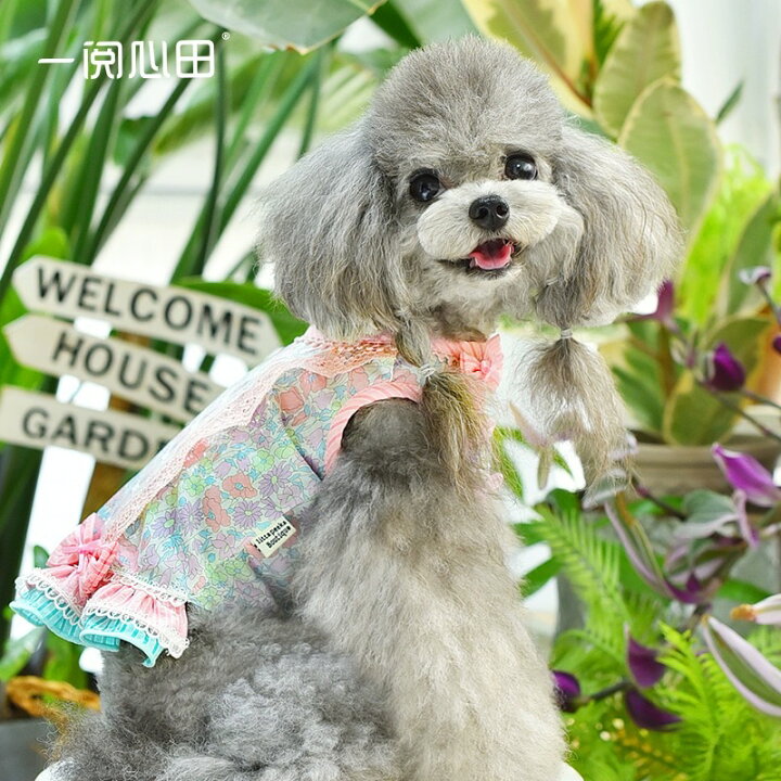 楽天市場】【楽天スーパーSALE 対象商品 MAX50%OFF】 犬 服 かわいい 