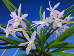 yxMziӂނ߁j1/@ԁ@@ÓTA@tE