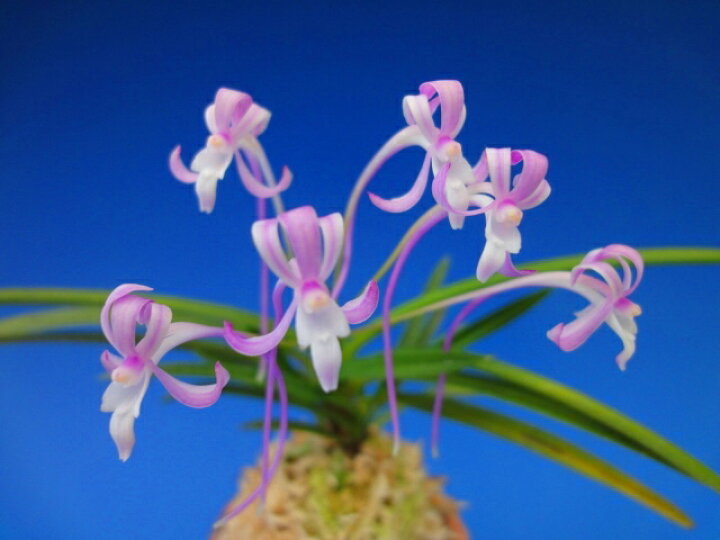 楽天市場 富貴蘭 紅雀 べにすずめ 2 3条 花 蘭 古典植物 フウラン ヨネヤマ 聞香庵 楽天市場店