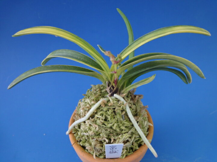 有名な 富貴蘭 十二単 じゅうにひとえ 1条 花 蘭 古典植物 フウラン