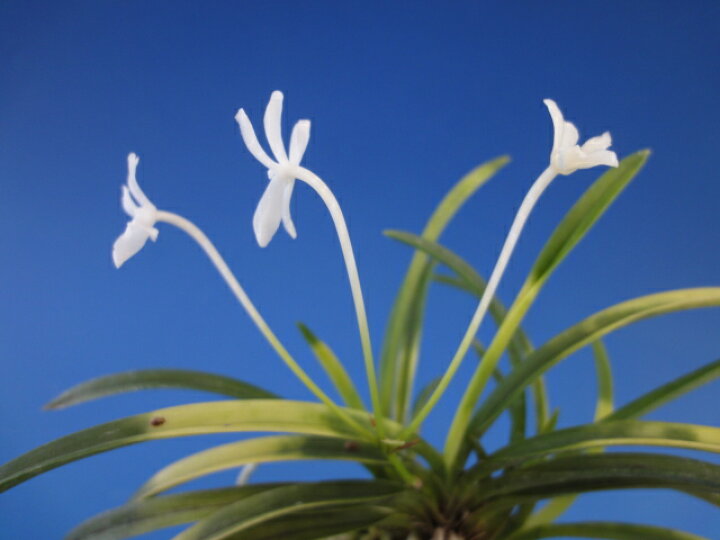 大好評です 富貴蘭 十二単 じゅうにひとえ 1条 花 蘭 古典植物 フウラン