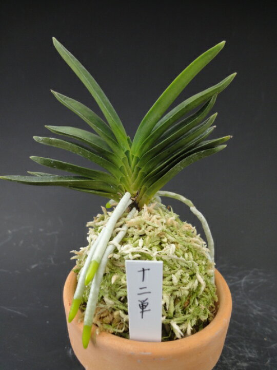 楽天市場 富貴蘭 十二単 じゅうにひとえ １条 花 蘭 古典植物 フウラン ヨネヤマ 聞香庵 楽天市場店