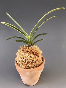 yxMzcցi͂ӂj1/@ԁ@@ÓTA@tE