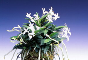 yxMziيہi܂j3/@ԁ@@ÓTA@tE